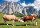 Коровы пасутся в Доломитовых Альпах