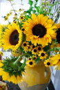 sunflowers n yellow pitcher