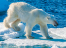 Белый медведь идет по льду, Норвегия