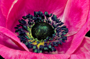Макрос цветка розового анемона