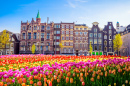 Старинные здания и тюльпаны в Амстердаме