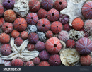 puzzle sea urchin shells