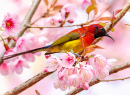 Разноцветная солнечная птица на цветущем вишневом дереве