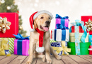 Милая собачка и рождественские подарки