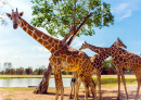 Жирафы в сафари-парке