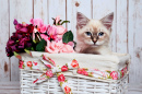Сибирский котенок в цветочной корзине