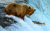 Медведь гризли ловит лосося у водопада