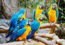 Голубые птицы ара в парке