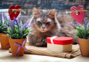 Красивая кошка среди цветов и сердец