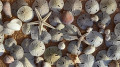 Puzzle Sand Dollars and star fish Tiffany Warner photo