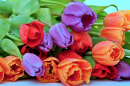 Свежие красные, оранжевые и фиолетовые тюльпаны