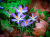 Цветы крокуса в парке Баттерси