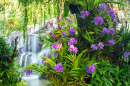 Тайские орхидеи с водопадом