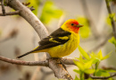WesternTanager