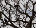 magpies in jacaranda