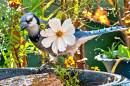 Голубая сойка в птичьей ванне