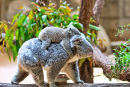 Мать приковывает детеныша коалы