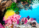 Красивый тропический риф с яркими кораллами
