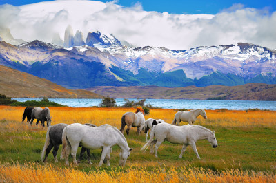 Красивые лошади в национальном парке Торрес-дель-Пайне