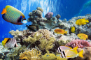 Тропические рыбы и кораллы в Красном море