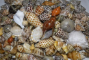 shell puzzle photo by Thomas Robert Campbell