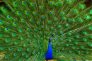 Peacock big