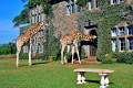 Giraffe Manor Hotel, Кения