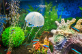 Белые медузы в аквариуме