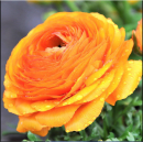 Ranunculus