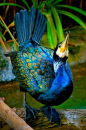 Blue Cormorant from New Zealand