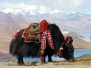 Тибетский Як