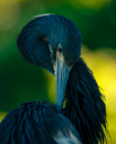 bird-avian-jaymes-dempsey-wildlife-photography-wading-tricolored-heron