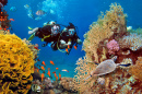 Пара ныряет среди кораллов и рыб