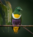Green White Yellow Bird