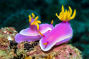 Яркий голобранчий Hypselodoris apolegma