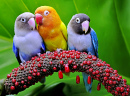 Яркие влюблённые птицы на колоне растения Anthurium