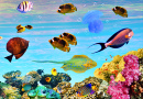 Подводный мир Красного моря, Египет