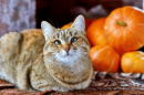 Хэллоуинские тыквы и кошка