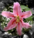 Лилия в моем саду
