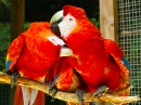 Красный ара