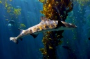 Акула в Океанариуме Монтерей Бэй
