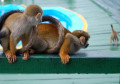 Бельчатые обезьянки